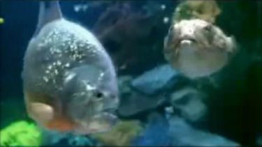 Two fish from the video for The Chemical Brothers - The Salmon Dance